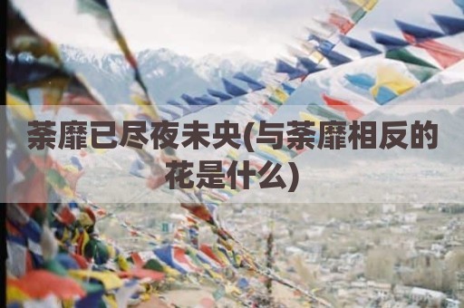 荼靡已尽夜未央(与荼靡相反的花是什么)