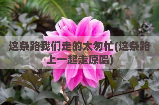 这条路我们走的太匆忙(这条路上一起走原唱)