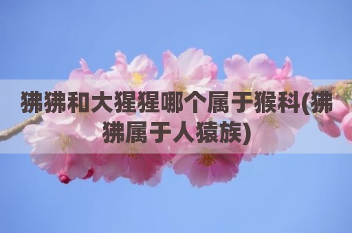狒狒和大猩猩哪个属于猴科(狒狒属于人猿族)