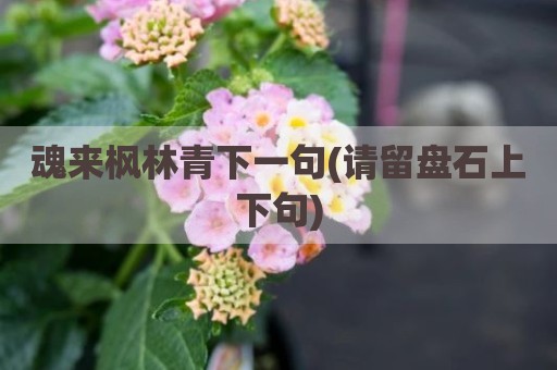 魂来枫林青下一句(请留盘石上下句)