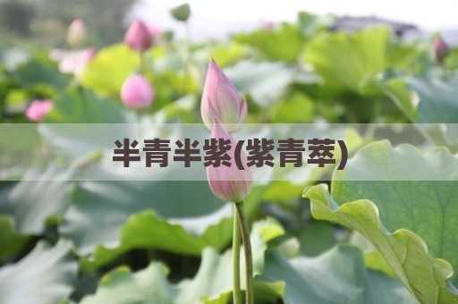 半青半紫(紫青萃)