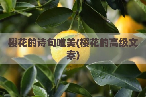 樱花的诗句唯美(樱花的高级文案)