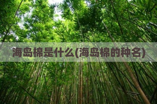 海岛棉是什么(海岛棉的种名)