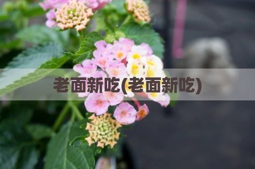 老面新吃(老面新吃)
