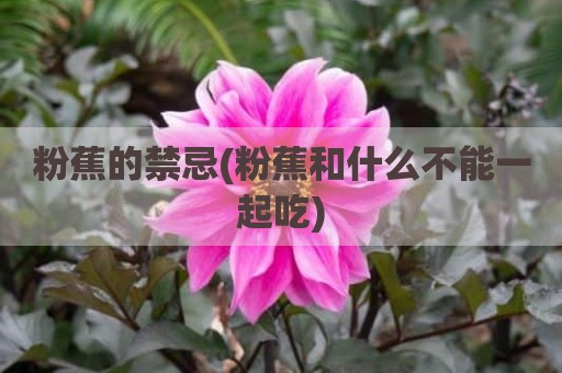 粉蕉的禁忌(粉蕉和什么不能一起吃)