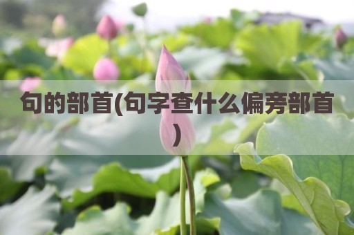 句的部首(句字查什么偏旁部首)
