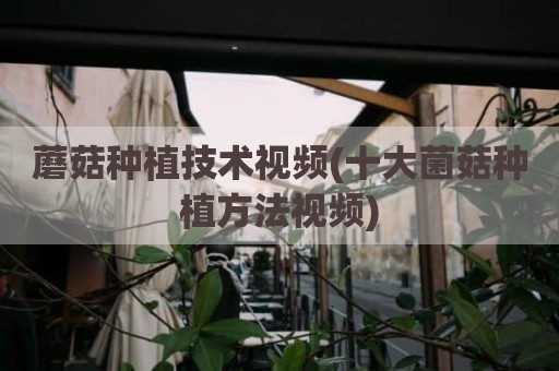 蘑菇种植技术视频(十大菌菇种植方法视频)