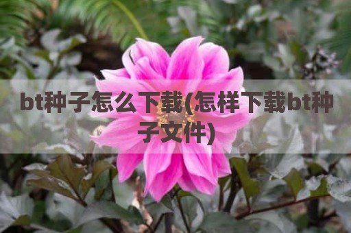 bt种子怎么下载(怎样下载bt种子文件)