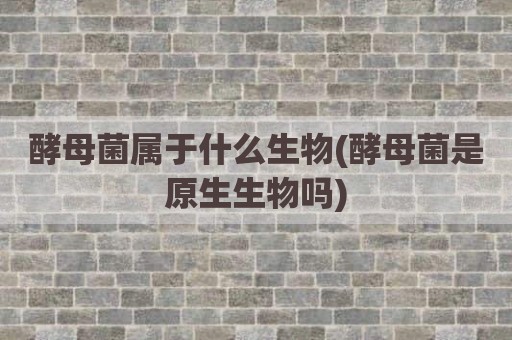 酵母菌属于什么生物(酵母菌是原生生物吗)