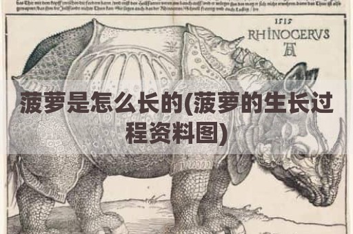菠萝是怎么长的(菠萝的生长过程资料图)