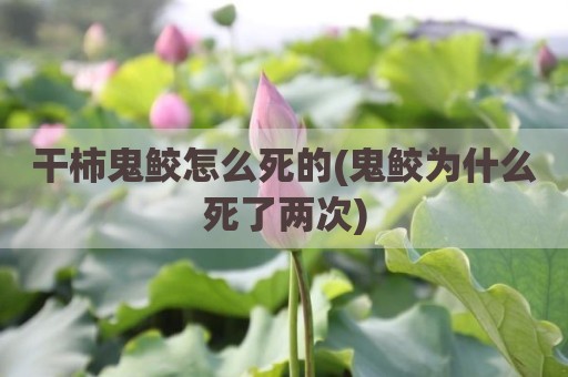干柿鬼鲛怎么死的(鬼鲛为什么死了两次)
