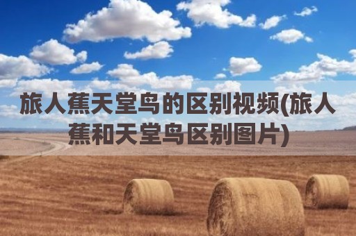 旅人蕉天堂鸟的区别视频(旅人蕉和天堂鸟区别图片)
