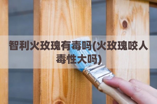 智利火玫瑰有毒吗(火玫瑰咬人毒性大吗)