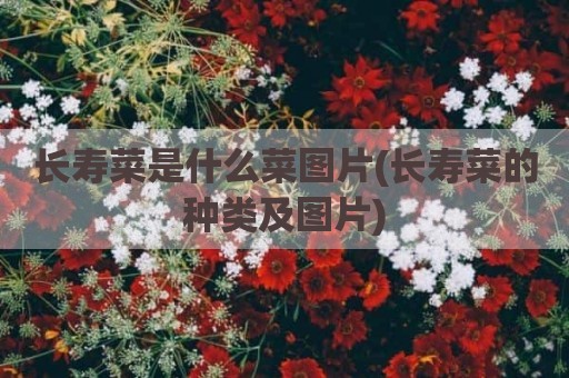 长寿菜是什么菜图片(长寿菜的种类及图片)