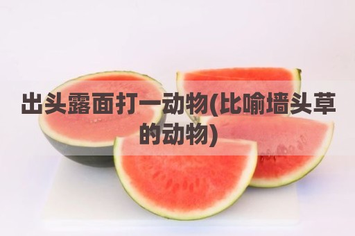 出头露面打一动物(比喻墙头草的动物)