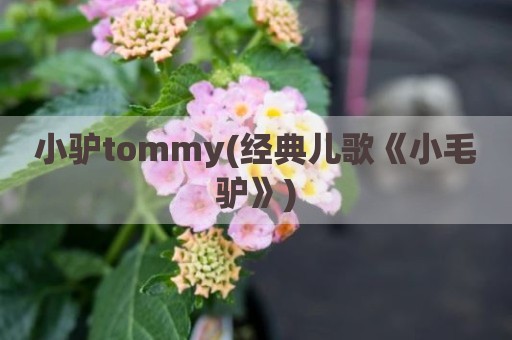 小驴tommy(经典儿歌《小毛驴》)