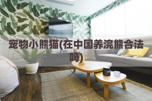 宠物小熊猫(在中国养浣熊合法吗)