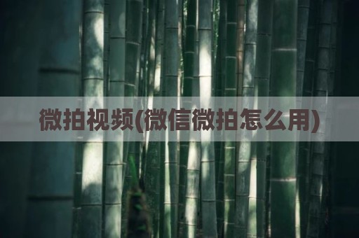微拍视频(微信微拍怎么用)