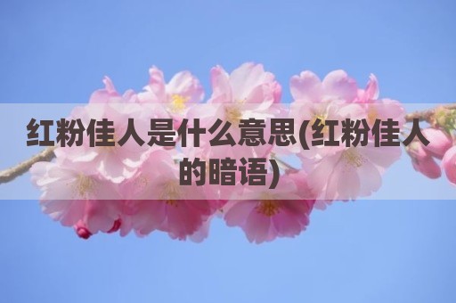 红粉佳人是什么意思(红粉佳人的暗语)