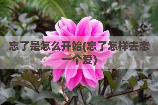 忘了是怎么开始(忘了怎样去恋一个爱)