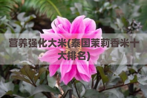 营养强化大米(泰国茉莉香米十大排名)