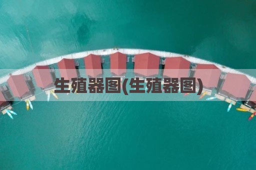 生殖器图(生殖器图)