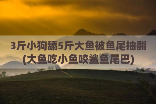 3斤小狗舔5斤大鱼被鱼尾抽翻(大鱼吃小鱼咬鲨鱼尾巴)