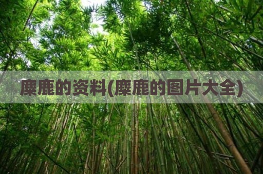 麋鹿的资料(麋鹿的图片大全)