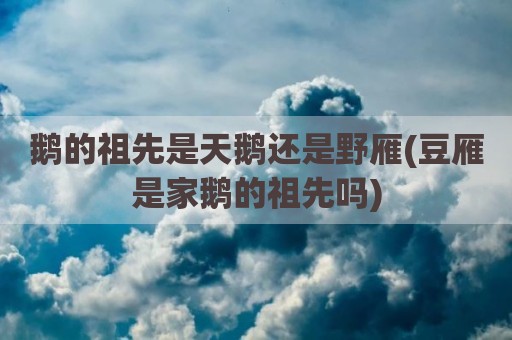 鹅的祖先是天鹅还是野雁(豆雁是家鹅的祖先吗)