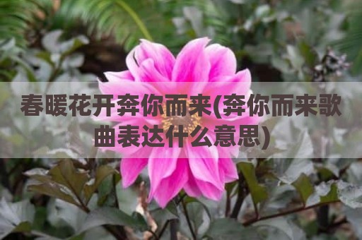 春暖花开奔你而来(奔你而来歌曲表达什么意思)