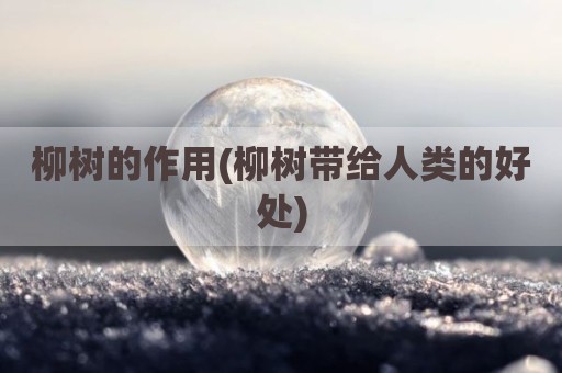 柳树的作用(柳树带给人类的好处)