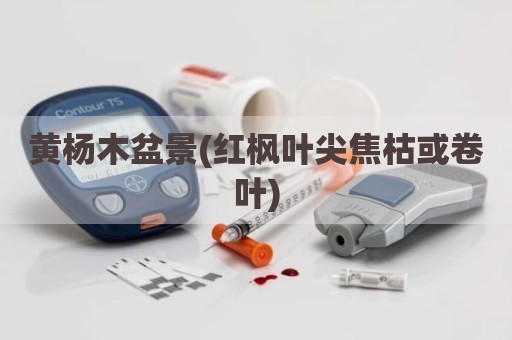 黄杨木盆景(红枫叶尖焦枯或卷叶)