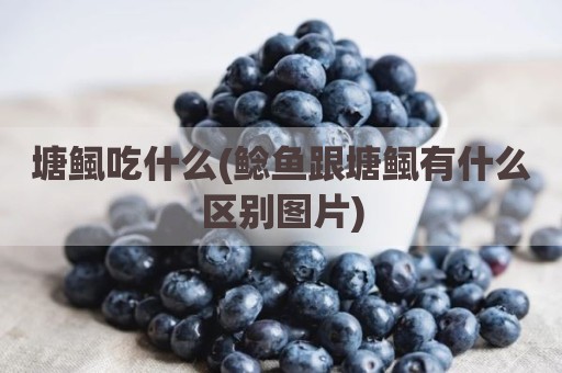 塘鲺吃什么(鲶鱼跟塘鲺有什么区别图片)