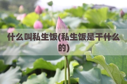 什么叫私生饭(私生饭是干什么的)