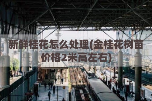 新鲜桂花怎么处理(金桂花树苗价格2米高左右)