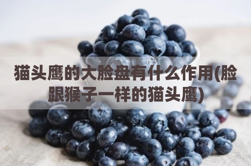 猫头鹰的大脸盘有什么作用(脸跟猴子一样的猫头鹰)