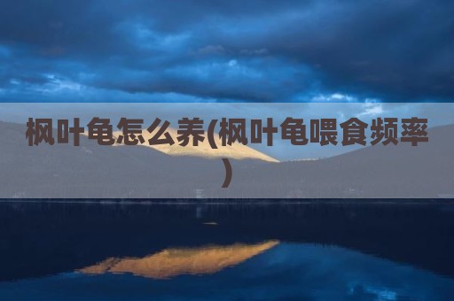 枫叶龟怎么养(枫叶龟喂食频率)