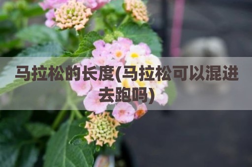 马拉松的长度(马拉松可以混进去跑吗)