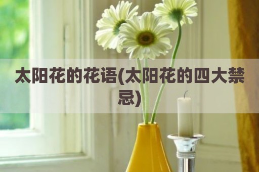 太阳花的花语(太阳花的四大禁忌)
