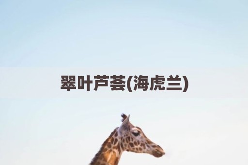 翠叶芦荟(海虎兰)