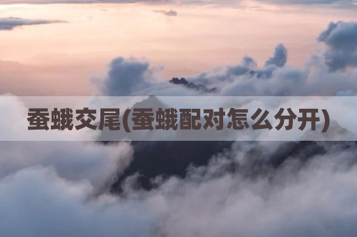 蚕蛾交尾(蚕蛾配对怎么分开)