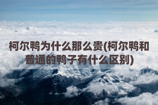 柯尔鸭为什么那么贵(柯尔鸭和普通的鸭子有什么区别)