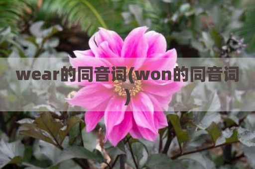 wear的同音词(won的同音词)