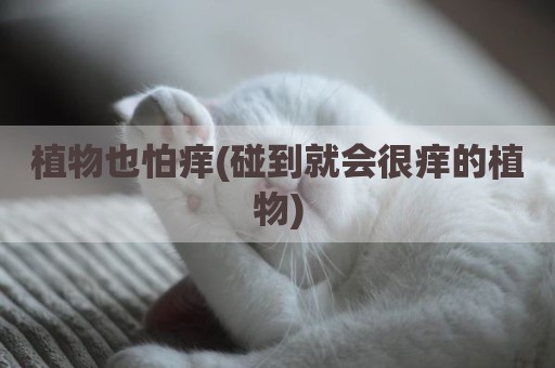 植物也怕痒(碰到就会很痒的植物)