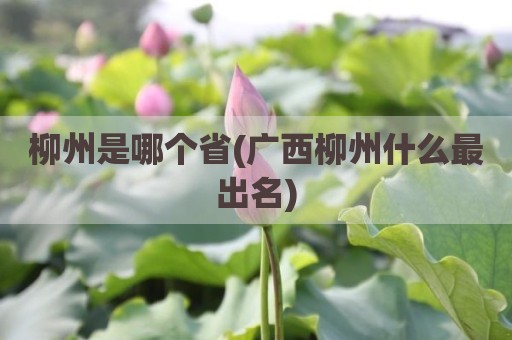 柳州是哪个省(广西柳州什么最出名)
