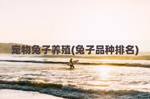 宠物兔子养殖(兔子品种排名)