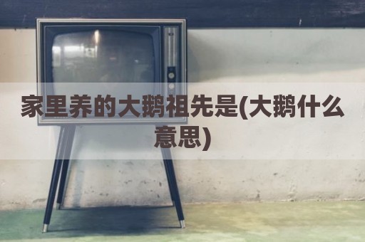 家里养的大鹅祖先是(大鹅什么意思)