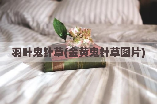羽叶鬼针草(金黄鬼针草图片)