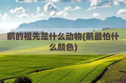 鹅的祖先是什么动物(鹅最怕什么颜色)