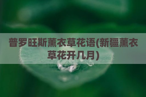 普罗旺斯薰衣草花语(新疆薰衣草花开几月)